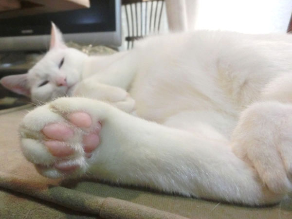 ほげ顔で寝る白猫ユキ 宝石のような瞳 オッドアイの白猫姫ユキ 猫動画 猫写真 Oddeye Kitty