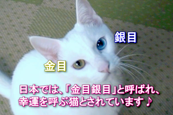 オッドアイの白猫ユキ White Cat Odd Eye 宝石のような瞳