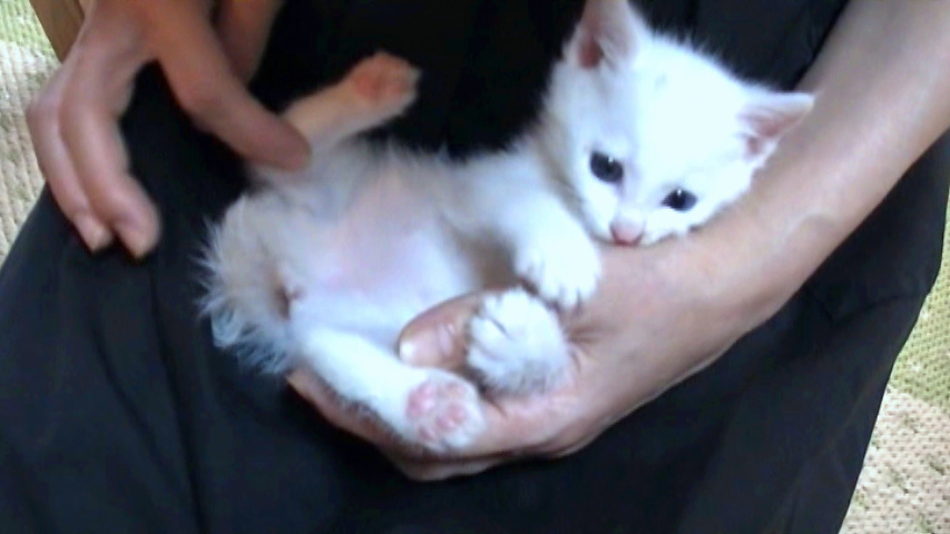膝の上でじゃれる白い子猫 宝石のような瞳 オッドアイの白猫姫ユキ 猫動画 猫写真 Oddeye Kitty